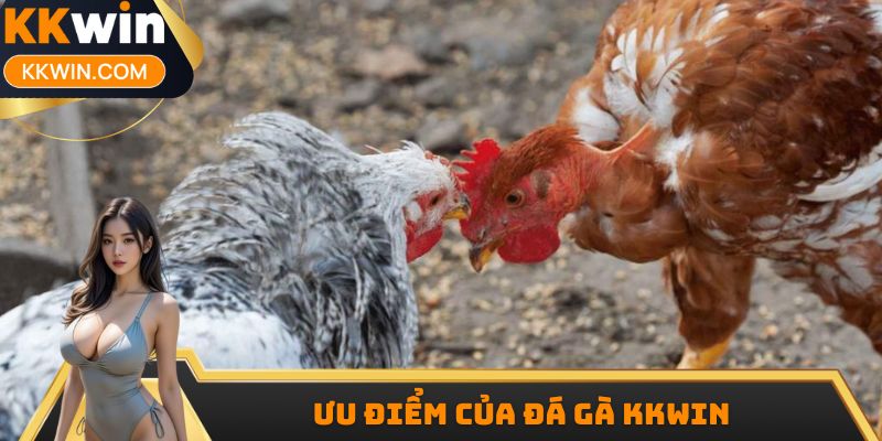 Ưu điểm của đá gà KKWIN